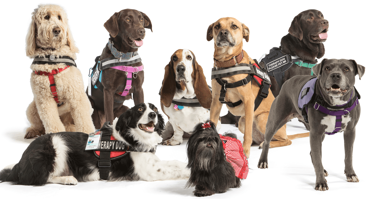 Group Pet Therapy Dogs